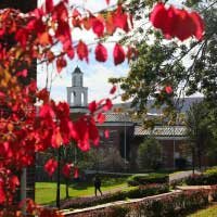 beautiful red foliage